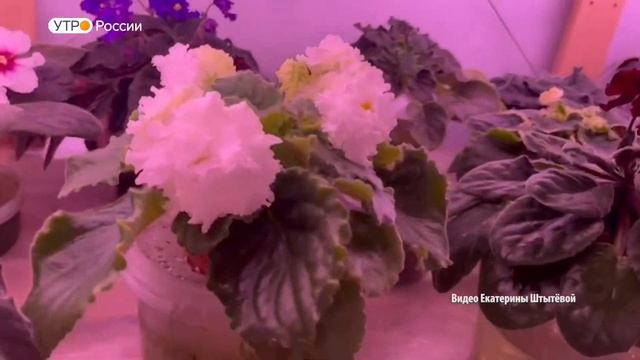"Утро России" встречаем в окружении фиалок смотреть онлайн