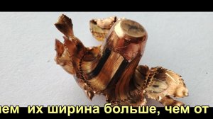 Ловим пулю 6.5 кридмур