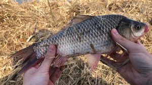 Такого КАРАСЯ никто не ожидал! Рыбалка на закидушки.