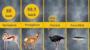 Speed Comparison : the fastest animals in the world