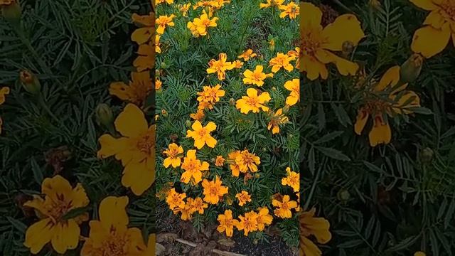 Бархатцы, осенние цветы, Marigolds, autumn flowers