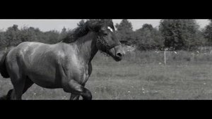 Конеферма "Steinort", Калининградская область.