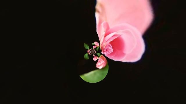 ФУТАЖИ --КРАСИВЫЙ ФОН - ЦВЕТОК РОЗЫ--ДЛЯ ВИДЕОМОНТАЖА смотреть онлайн