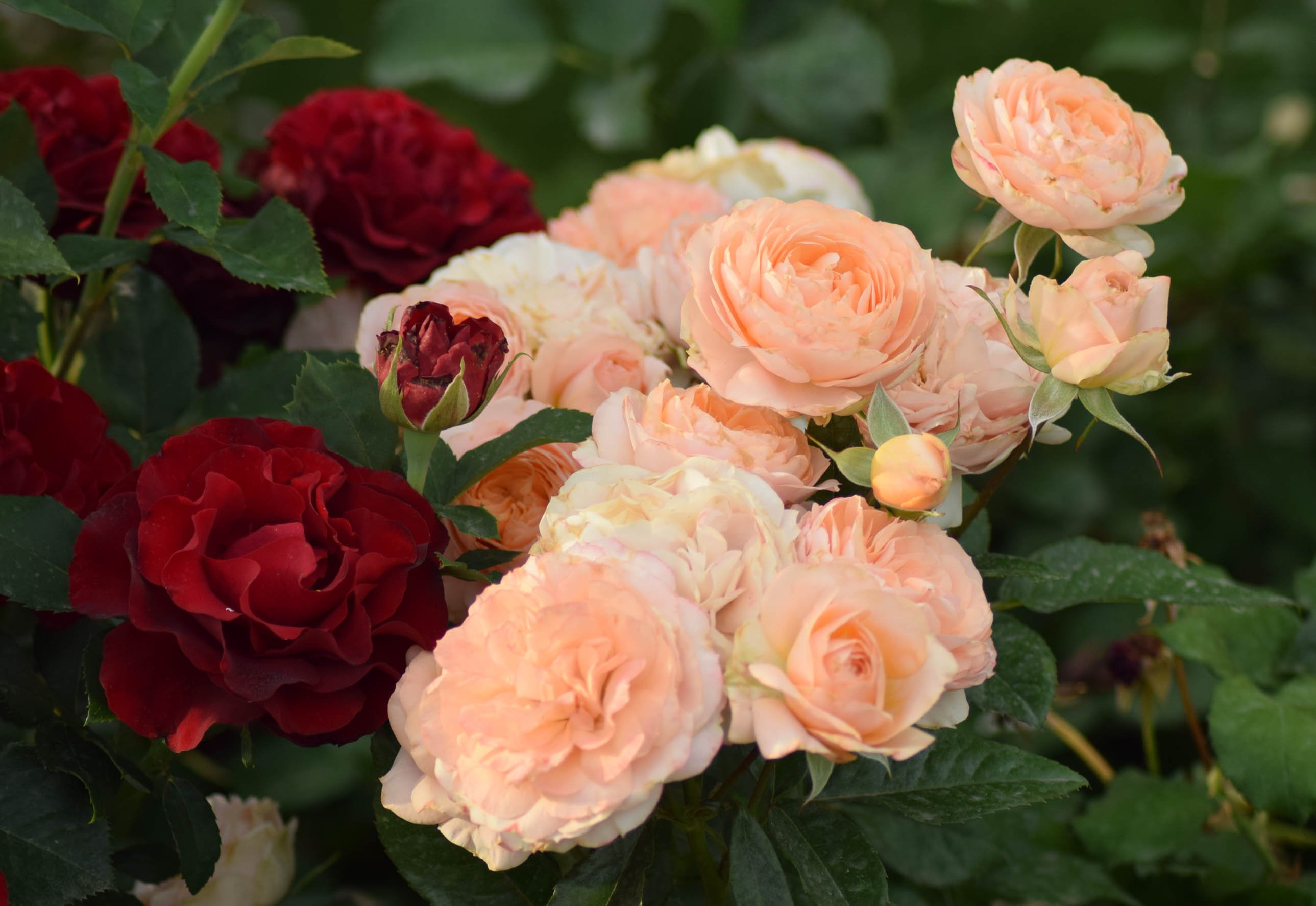 Компаньоны для розы Омаж а Барбара