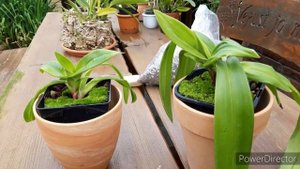 Отличный субстрат для орхидей.  КОРНИ ОРХИДЕИ растут ну СУПЕР!!!! Субстрат для орхидеи Фрагмапедиум