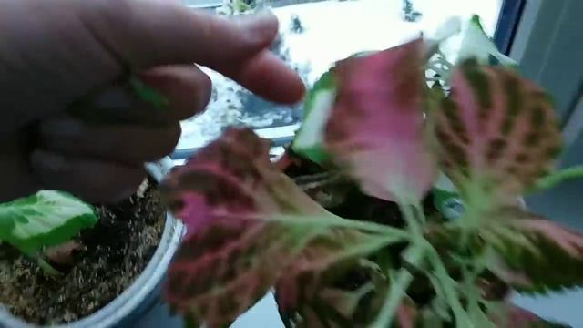 Комнатные цветы зимой.Содержание и уход.