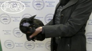 Ориентальный кот. Выставка кошек PCA on-line.