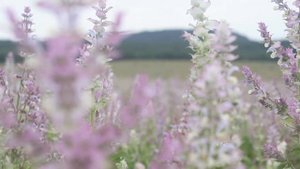 Лекарственные травы в Крыму. Агробизнес и Выращивание лекарственных растений. Лаванда.