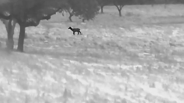 moranhunter/Hikmicro pro lh19/ciervo?? смотреть онлайн