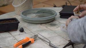 БОНСАЙ из граната! Крошечный! КАК ПРАВИЛЬНО пересаживать мини деревце?