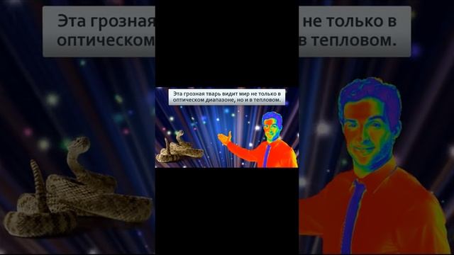 ГРЕМУЧИЕ ЗМЕИ 2 #SHORTS