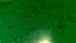Дайвинг. Баренцево море. Лиинахамари. Сдача экзамена на открытой воде. Глубина погружения 25 метров.