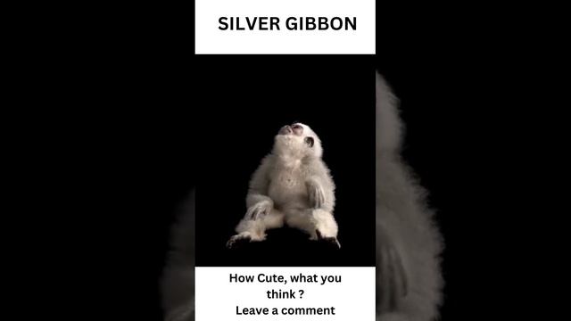 Adorable Silver Gibbon #shorts