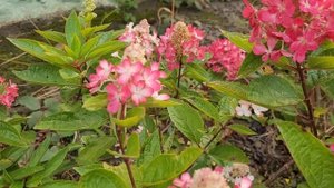 hydrangea magical vesuvio update