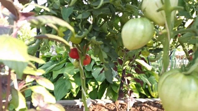 Урожай томатов и перцев в открытом грунте. Как увеличить и ускорить созревание. смотреть онлайн