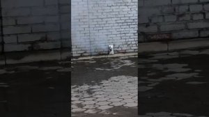 Leaf Перепак горит ? li ion nmc 80ah