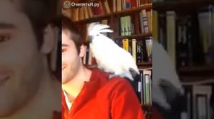 Какаду танцует под электронную музыку