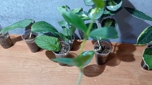 Излишки хойи 23.05.2023