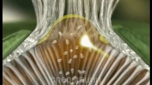 Ржавчина на пшенице.