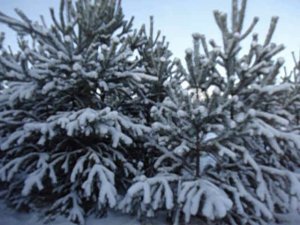 с Беллой в лесу дек 2018