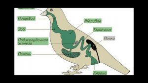 Класс Птицы.  Общая характеристика