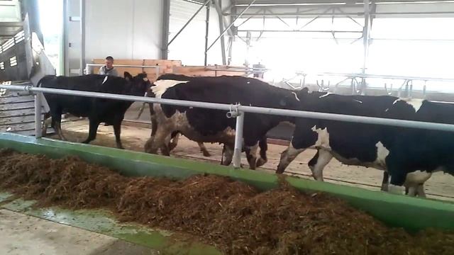 Открытие животноводческого комплекса. Запуск коров смотреть онлайн