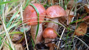 Тихая охота в проливной дождь