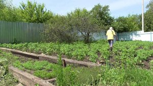 2020 Опрыскиватель ЖУК-Эксперт (Bionik). Опрыскивание картофеля бабушкой 75 лет
