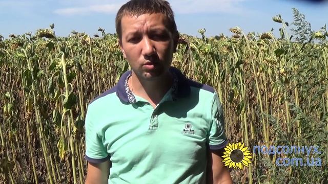 Бактериальная гниль на подсолнечнике смотреть онлайн