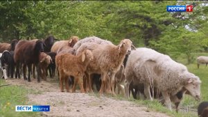 Мясное животноводство является одним из основных направлений в сельском хозяйстве республики