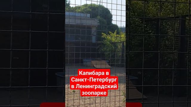 Капибара в Санкт-Петербург  в Ленинградский зоопарке