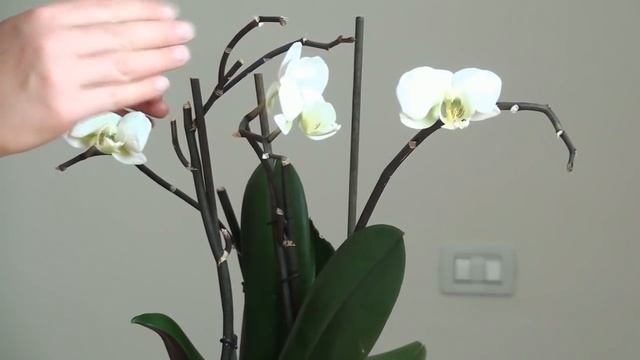 Старые цветоносы у орхидей. Что с ними делать? смотреть онлайн