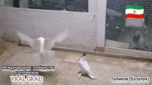 🇮🇷 голуби~головастики~YRAL GRAD~Бузулук