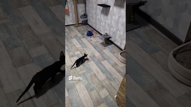 Смешные коты, Сфинксы очень умные и хитрые😂#смешныекоты2024#канадсиесфинксы#юмор