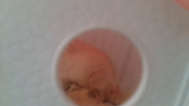 Как проходит день моего хомяка смотреть онлайн