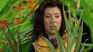 Советы ландшафтного дизайнера: Многолетники, не зимующие в грунте