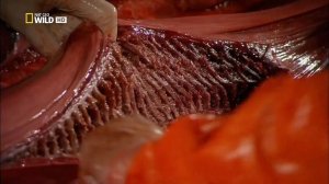 Как устроена пищеварительная система большой белой акулы —  Carcharodon carcharias ?