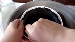 ЦИКЛАМЕН(Cyclamen). Перевалка цветущего цикламена.