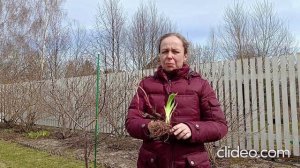 Посадка пионов и ирисов