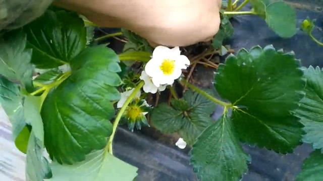 Как не допустить гнилей на клубнике смотреть онлайн