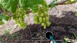 Плохо растет виноград что делать