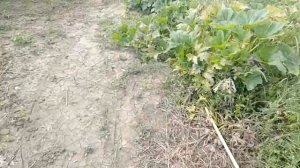 Полив Горчицы
