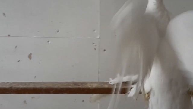 История Alexander Wagner Германия. Двухчубые голуби. Tauben. Pigeons. Palomas. Pombos. 비둘기. کبوترها смотреть онлайн