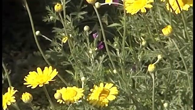 Когда нужно сажать растения? / Основы создания ландшафта смотреть онлайн