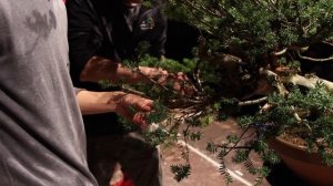 Bonsai demo by Akiyama Minoru and Peter Warren