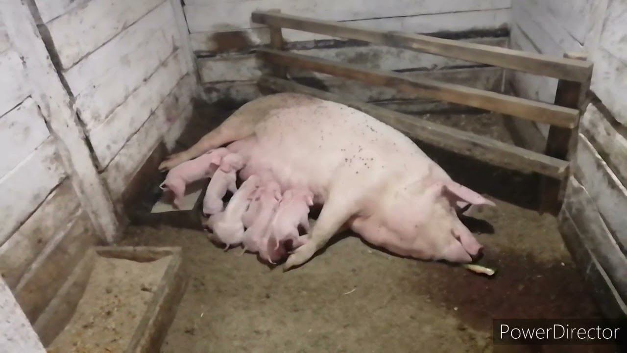 Сложный опорос. Слабонервным не смотреть! смотреть онлайн