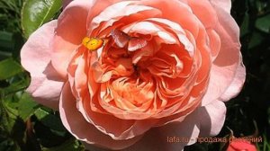 Роза чайно-гибридная Колетт (rose colette) ? роза Колетт обзор: как сажать саженцы розы Колетт