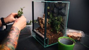 #113 Budowa terrarium dla Psalmopoeus victori