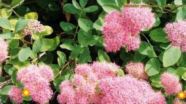 Спирея густоцветковая. Краткий обзор, описание характеристик, где купить саженцы spiraea densiflora смотреть онлайн