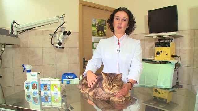 Как правильно обработать животное каплями от блох и клещей смотреть онлайн